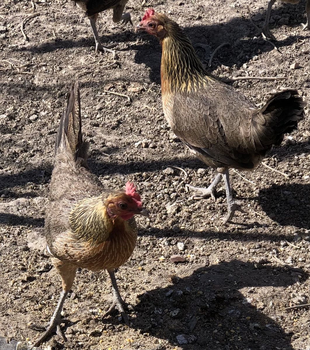 Red Indian Jungle Fowls
