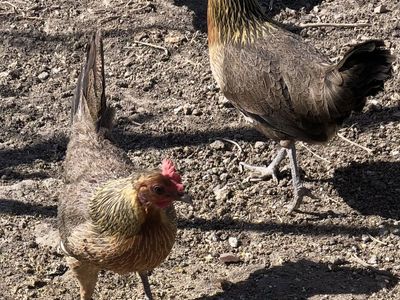 Red Indian Jungle Fowls