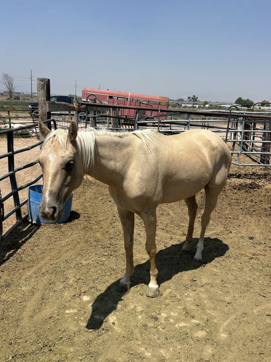 3 year old grade gelding