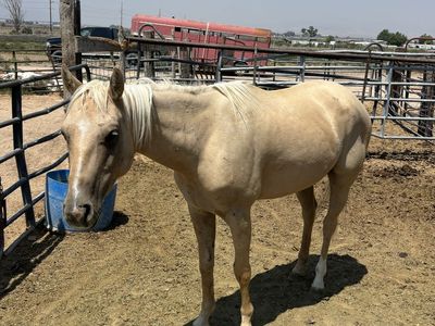 3 year old grade gelding