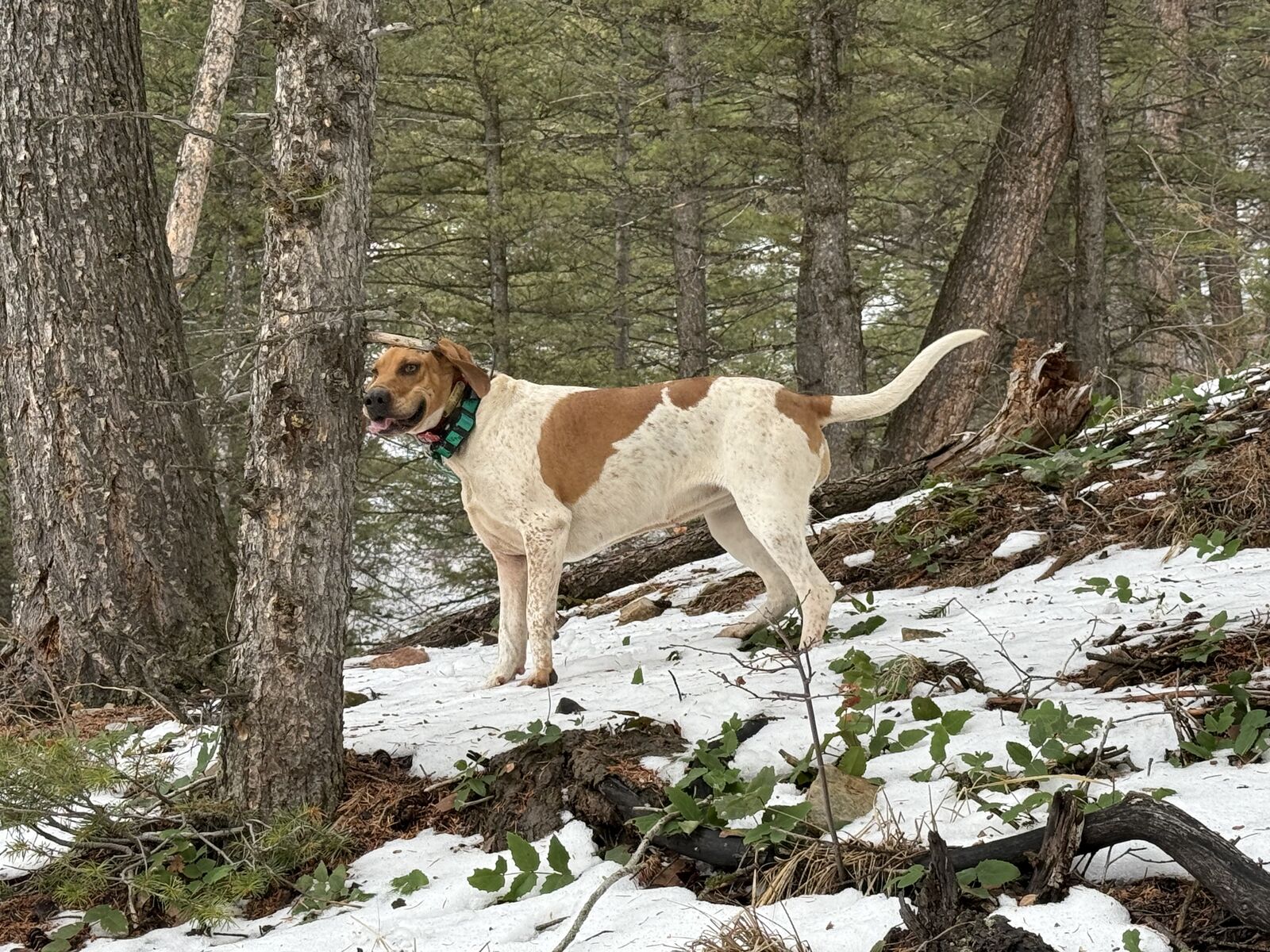 Started hound for sale