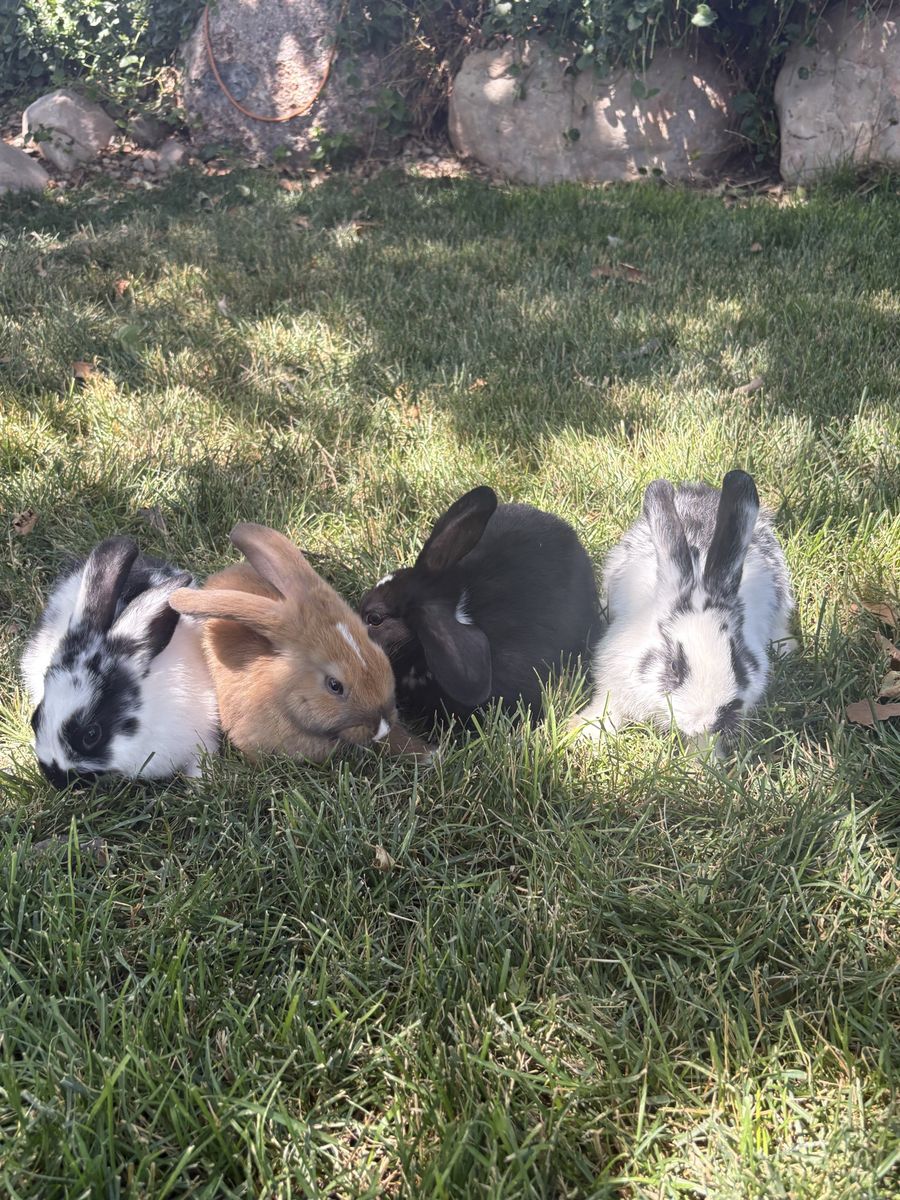 Baby Bunnies - 9 Weeks Old, 3 Females, 1 Male (Black & White, Tan, Black)