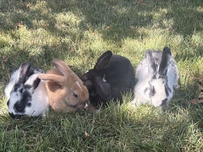 Baby Bunnies - 9 Weeks Old, 3 Females, 1 Male (Black & White, Tan, Black)