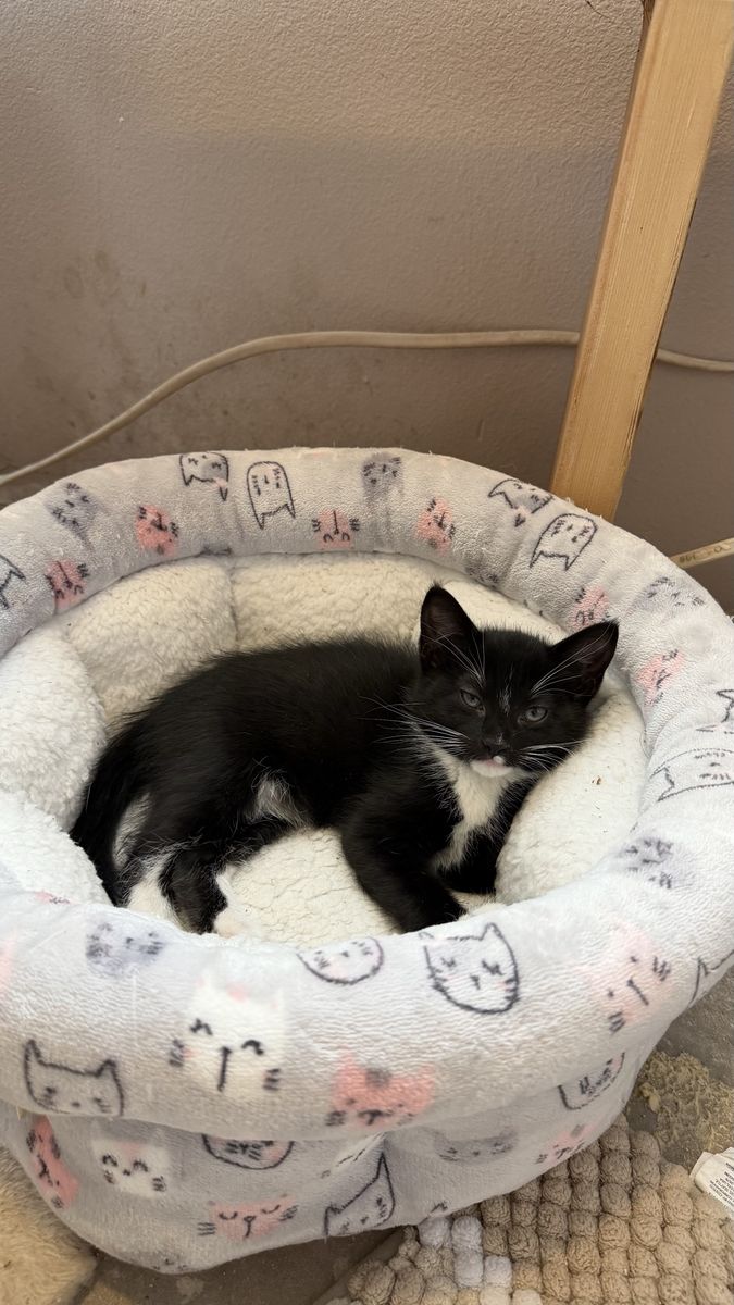Sweet Female Tuxedo Kitten