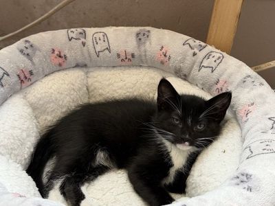 Sweet Female Tuxedo Kitten