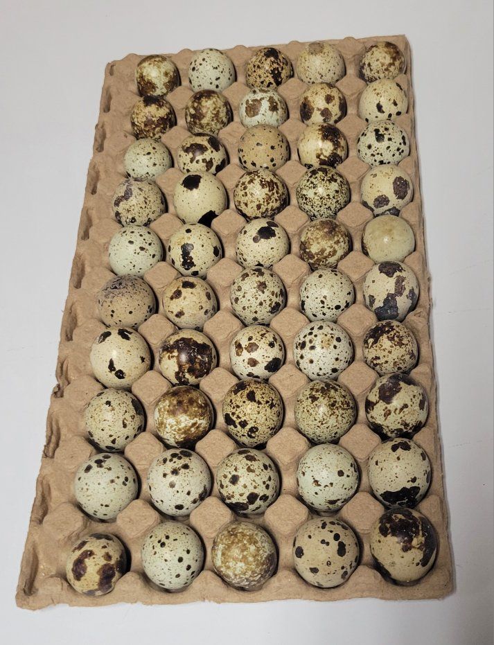 Cortunix Quail Hatching eggs