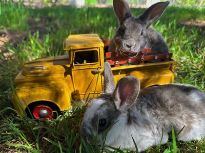 Rex Rabbits