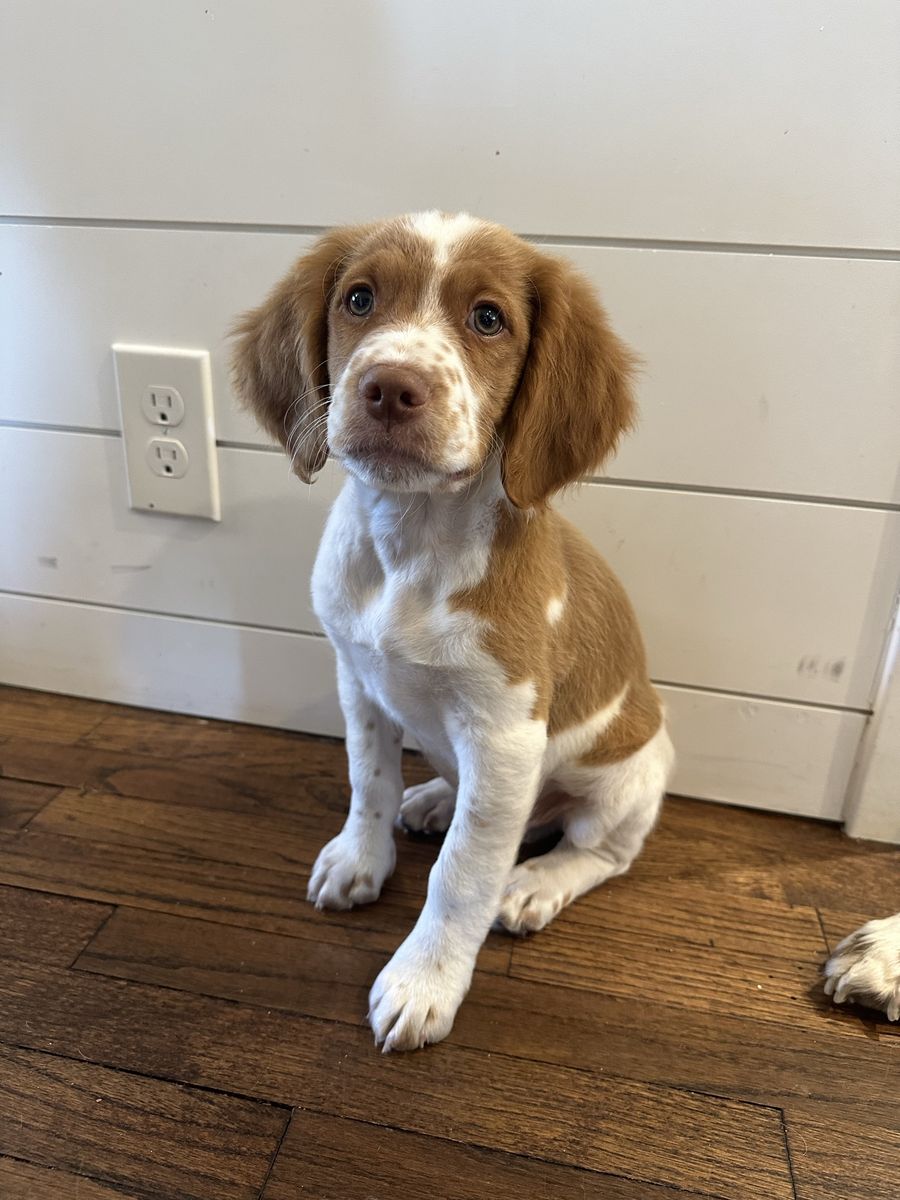 Brittany puppy