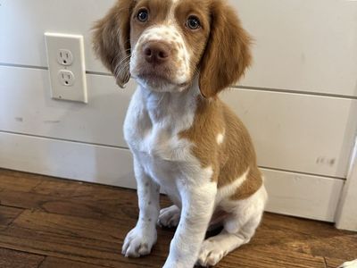 Brittany puppy