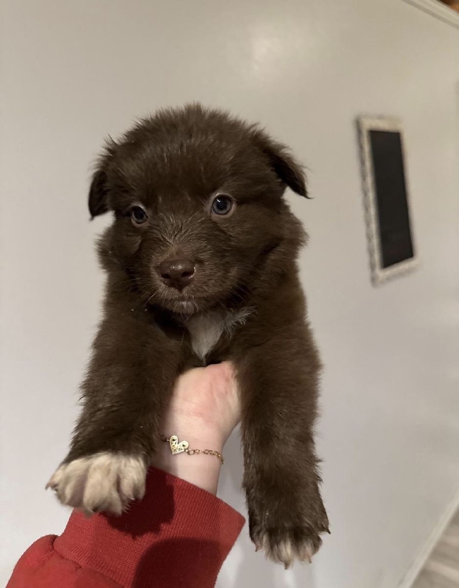 Aussie