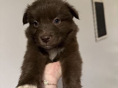 Aussie