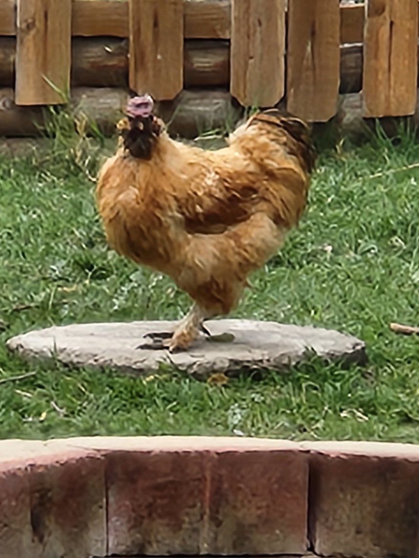 Silkie Rooster Mr. Burns.