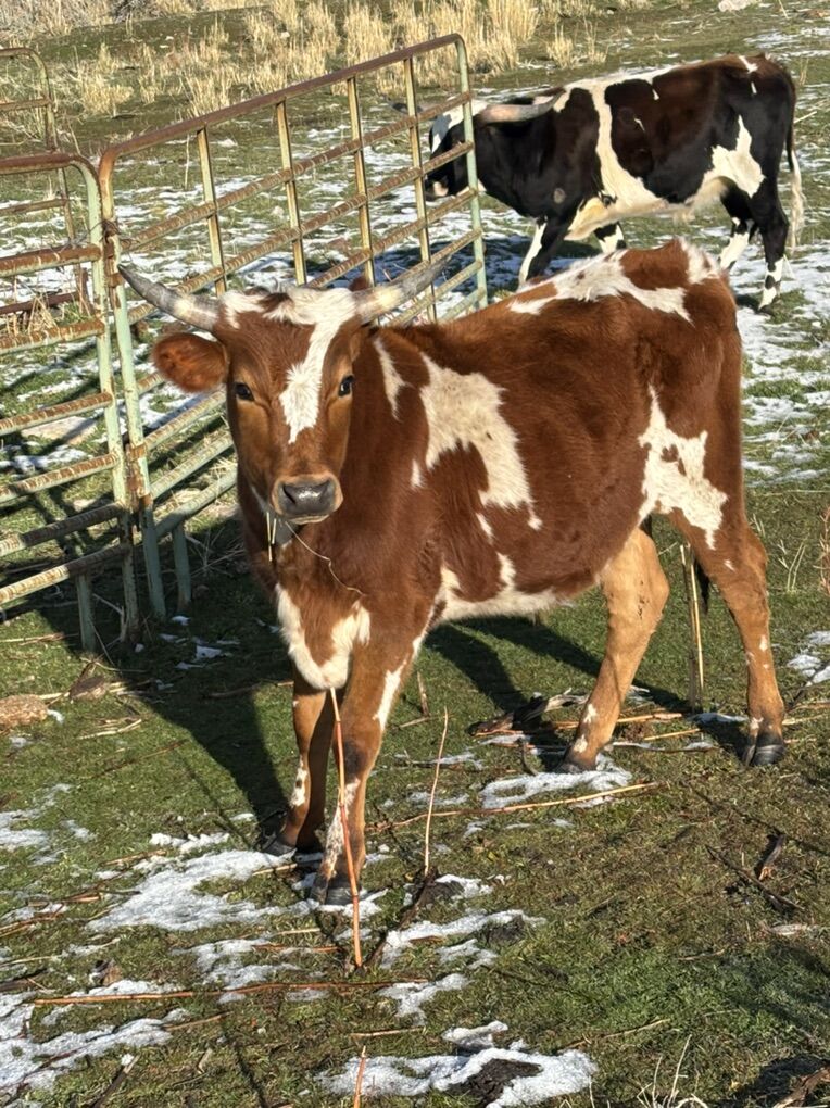 Longhorn / Jersey Steer