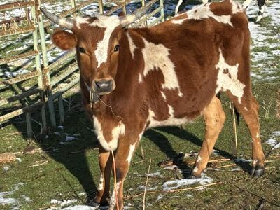 Longhorn / Jersey Steer