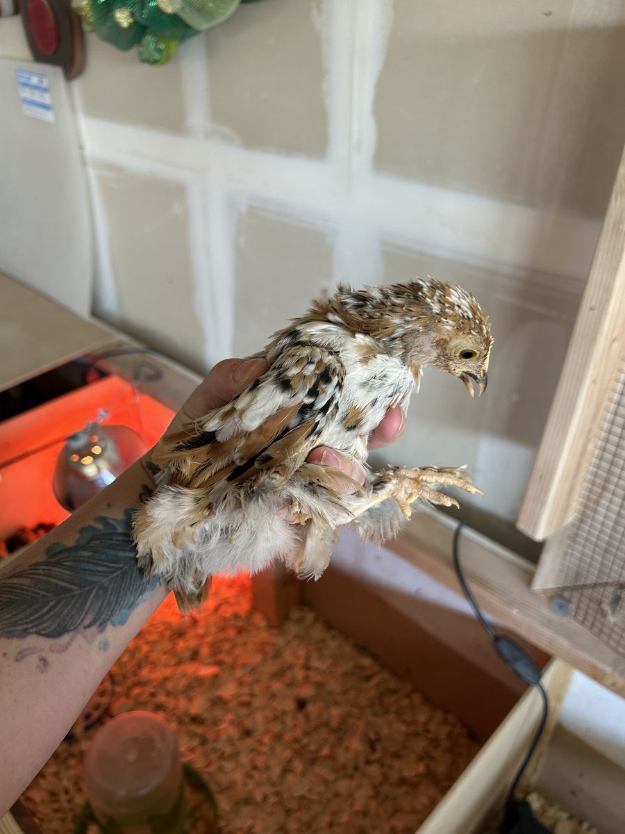 Bantam Cochin chicks