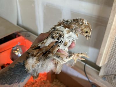 Bantam Cochin chicks