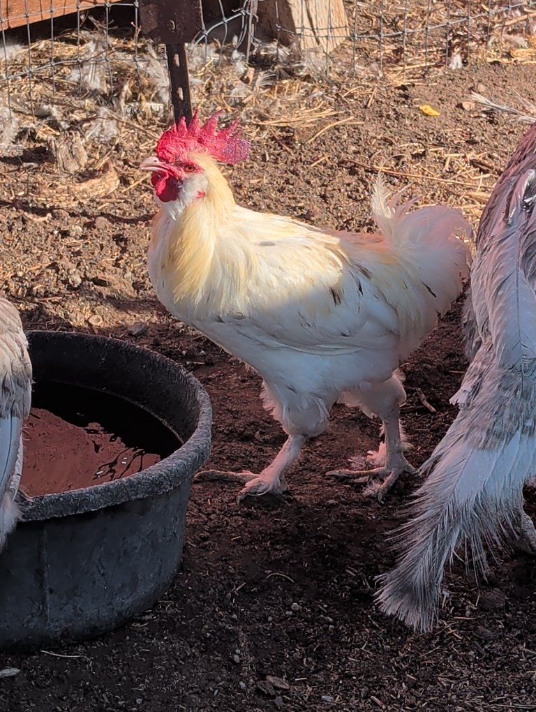 6 roosters