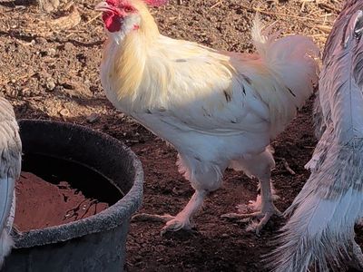 6 roosters