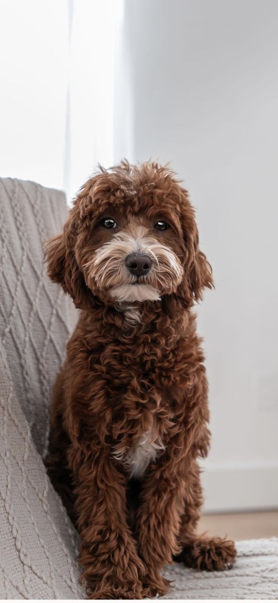 8lb Goldendoodle stud SS= no Partis