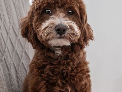 8lb Goldendoodle stud SS= no Partis