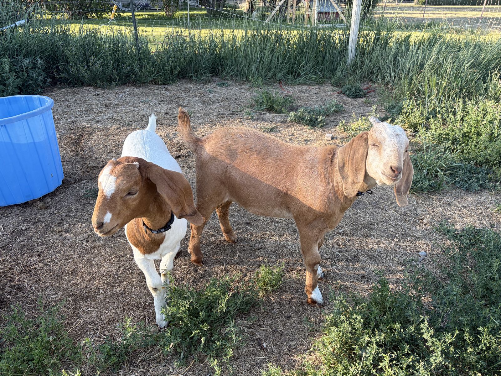 Meat Goats