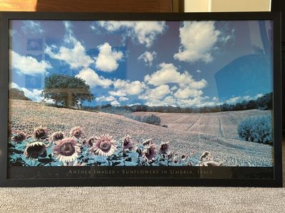 LARGE Framed Sunflower Picture 57 X 36
