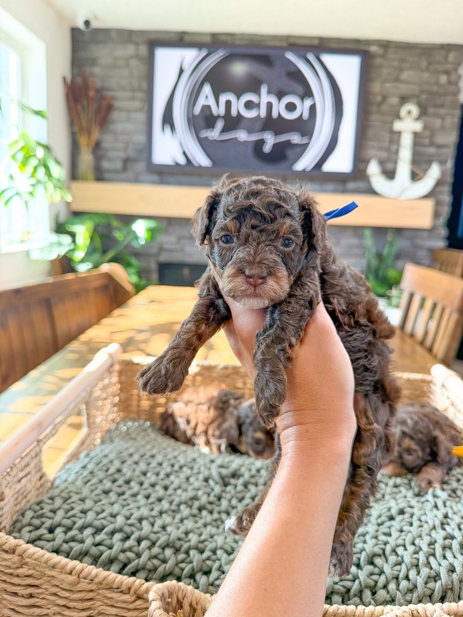 Teddy Bear 🧸 toy poodle