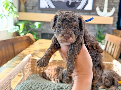 Teddy Bear 🧸 toy poodle