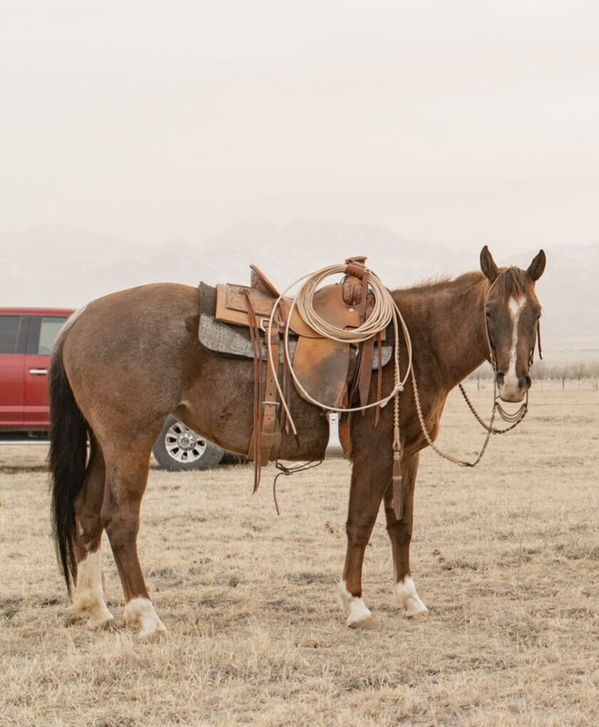 2021 AQHA MARE CHROMED UP JACKSON