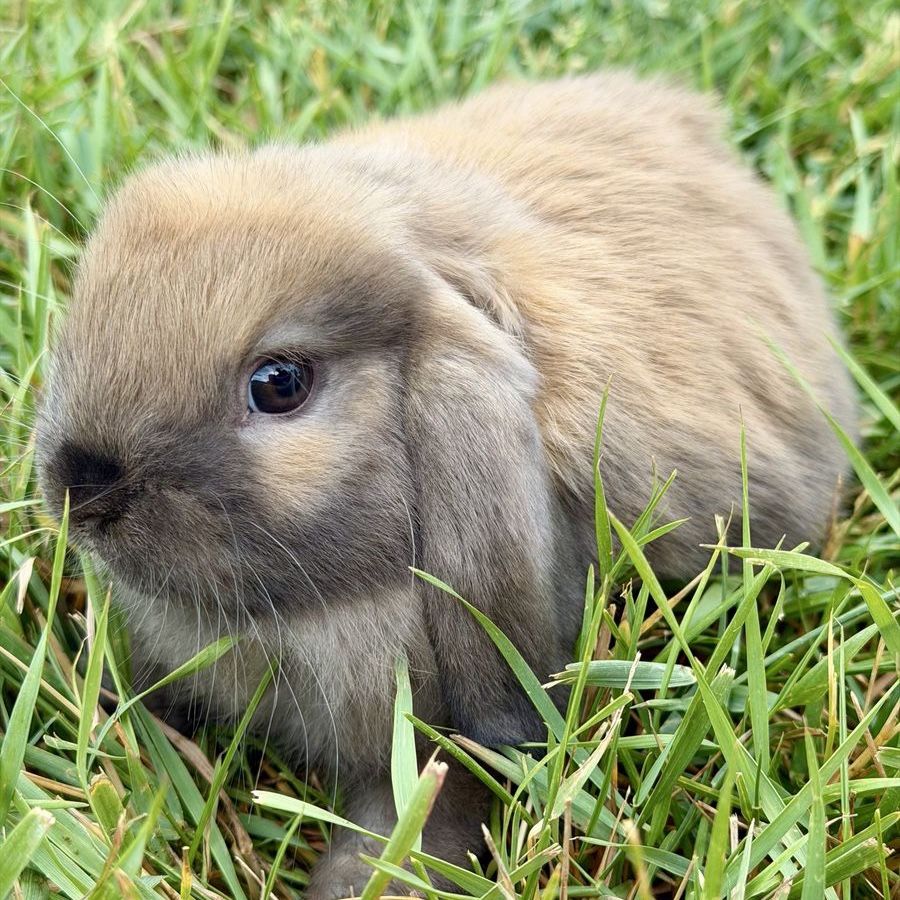 Holland Lop Buck *CAN MEET ON THE WAY TO SALT LAKE ON 7/17*