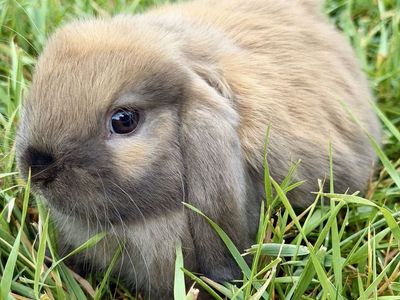 Holland Lop Buck *CAN MEET ON THE WAY TO SALT LAKE ON 7/17*