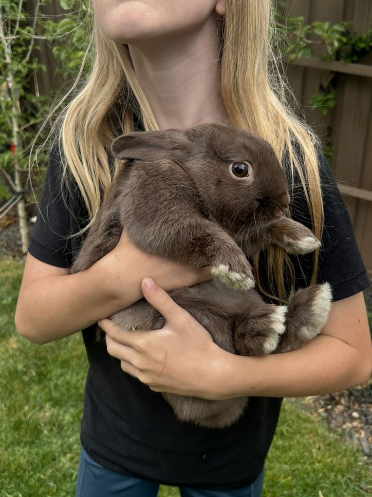 Free Friendly Bunny