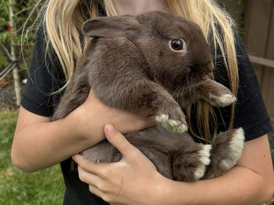 Free Friendly Bunny