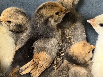 Bantam Chicks - Mille fleur & Cochin, buff brahma bantam