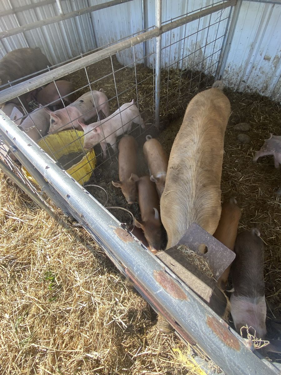 Pigs (Mixed Breed) - Weanling Piglets and Adult Hogs for Sale