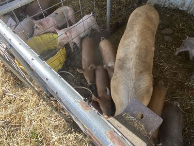 Pigs (Mixed Breed) - Weanling Piglets and Adult Hogs for Sale