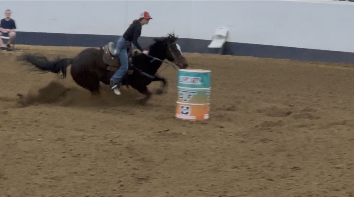 9 yo AQHA papered Gelding