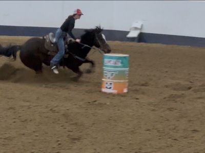 9 yo AQHA papered Gelding