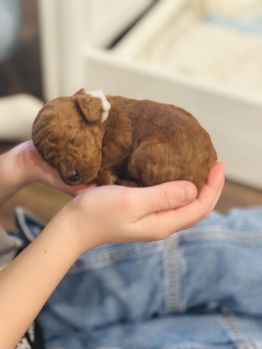 Adorable Mini Goldendoodle Puppies