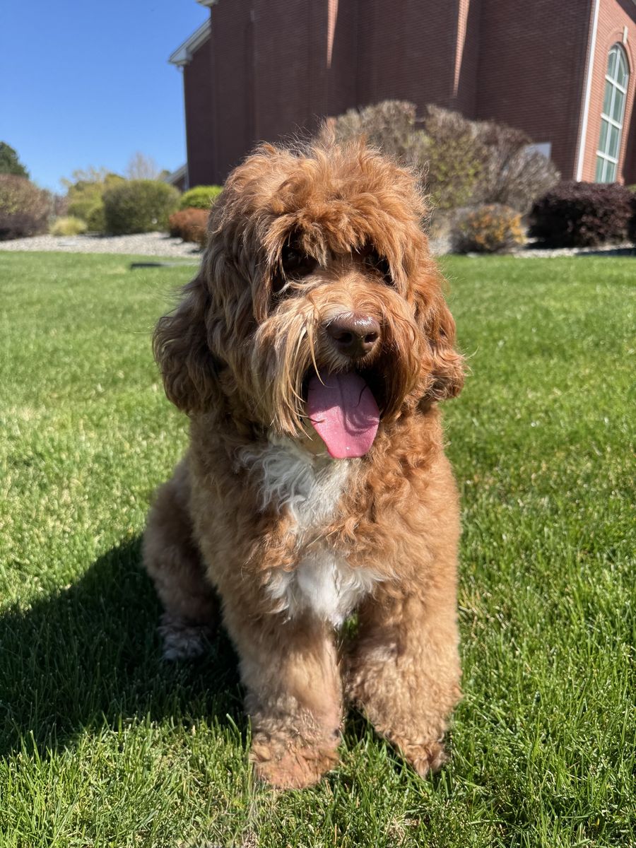 Guardian Home Opportunity - Australian Labradoodle