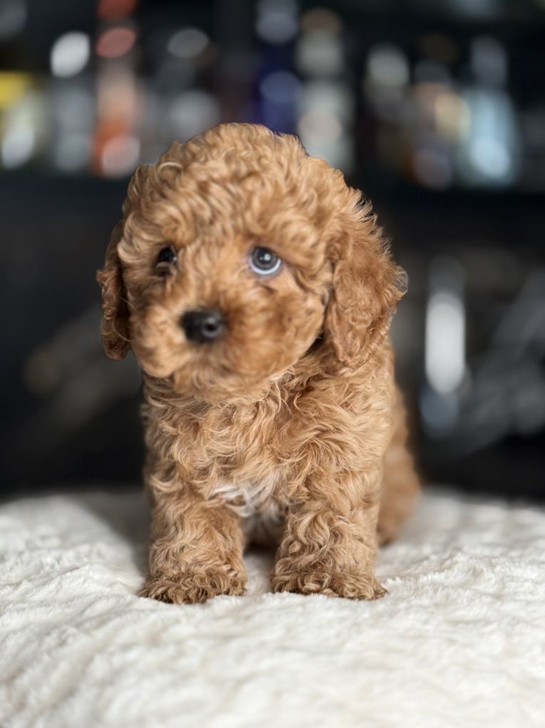 Stunning Cavapoo puppies
