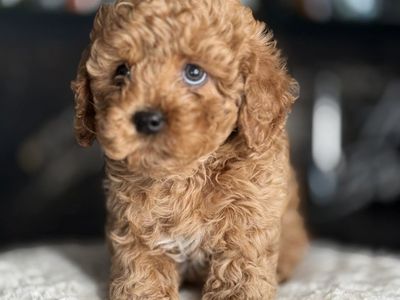 Stunning Cavapoo puppies
