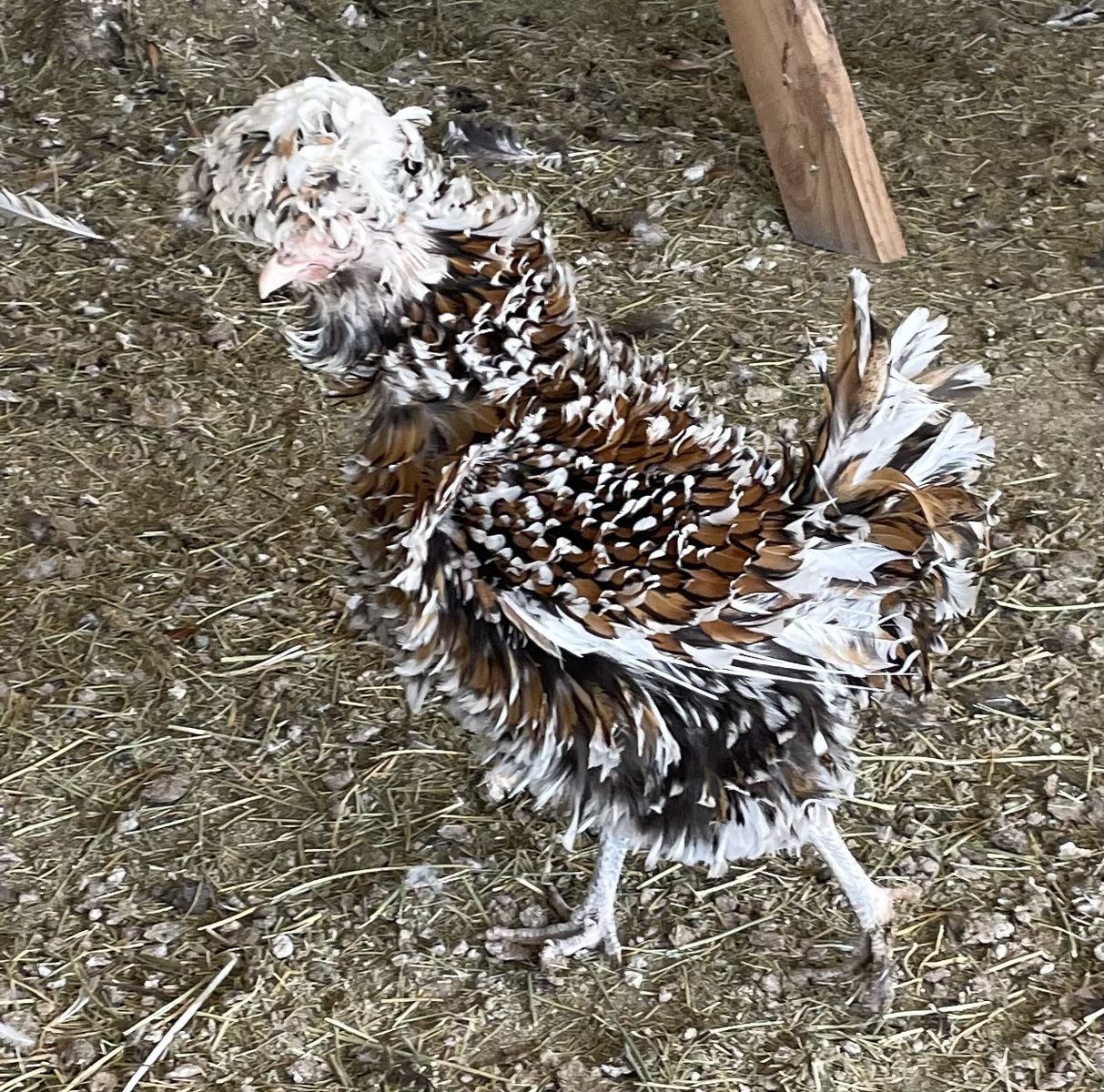 Tolbunt Polish Flock
