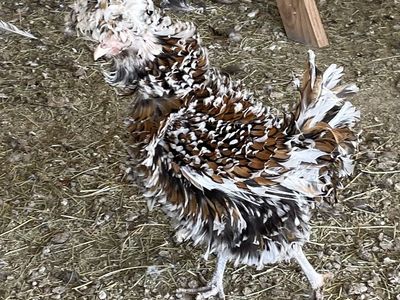 Tolbunt Polish Flock