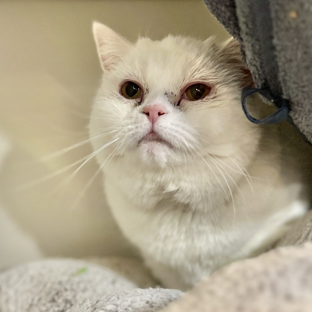 Hello my name is Chanile