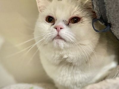 Hello my name is Chanile