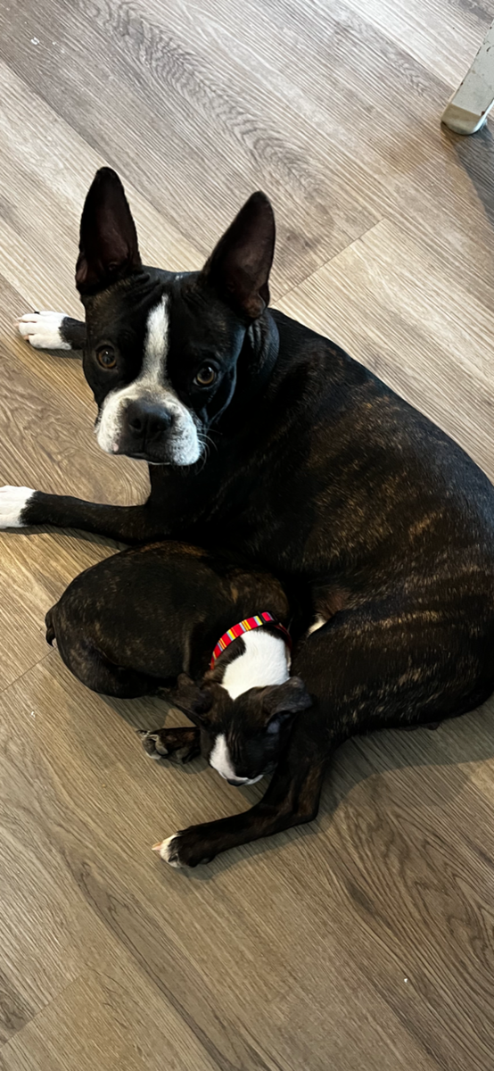 CKC Registered Boston Terrier - Stud Services Only | Dogs, Studs ...