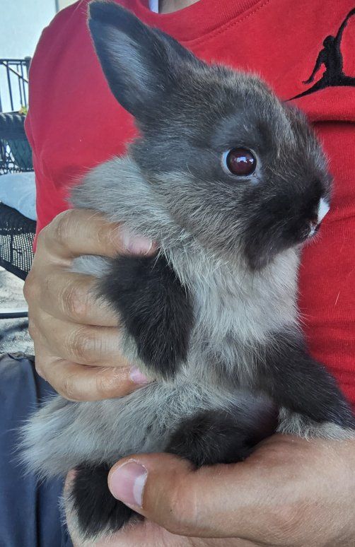 Netherland Dwarf Bunny