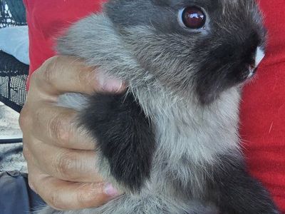 Netherland Dwarf Bunny