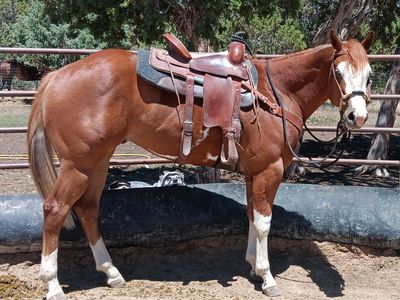 2024 sorrel overo APHA Gelding. Lots of ground work done